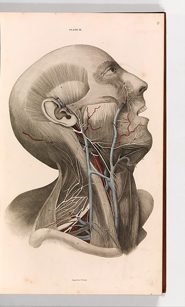 A System of Anatomical Plates of the Human Body, vol. 2