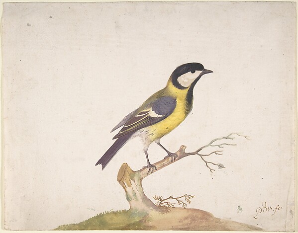 A Great Titmouse (Parus major) Perched on a Branch