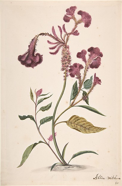 Study of a Crested Cockscomb (Celosia argentea cristata)