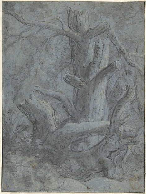 Study of a Blasted Tree Trunk and Branches