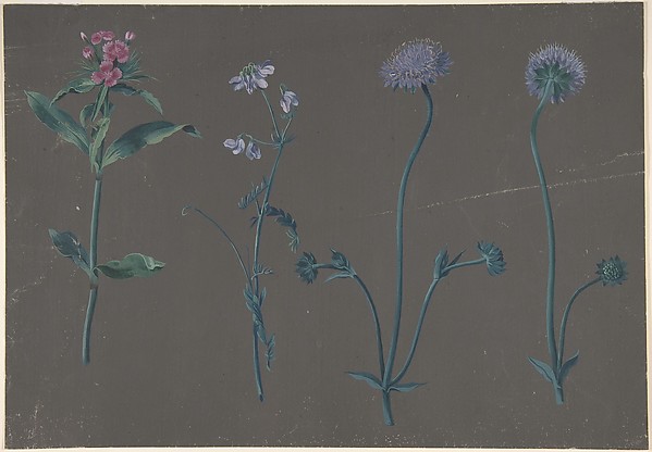 Study of Three Flowers