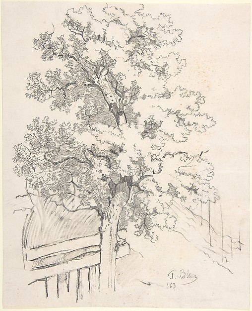 Study of a Tree