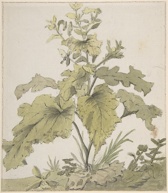 Study of a Plant
