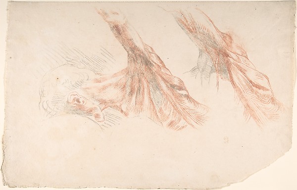 Ecorché: Two Studies of the Muscles of the Shoulder and of the Arm, Raised