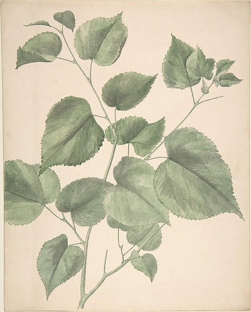 Leaves