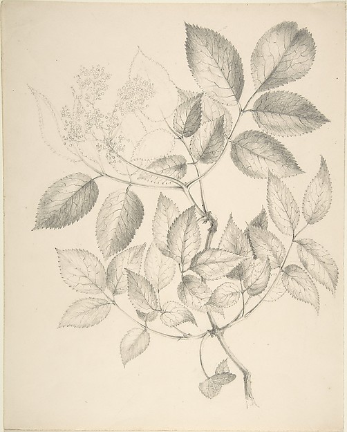 Leaves and Flowers