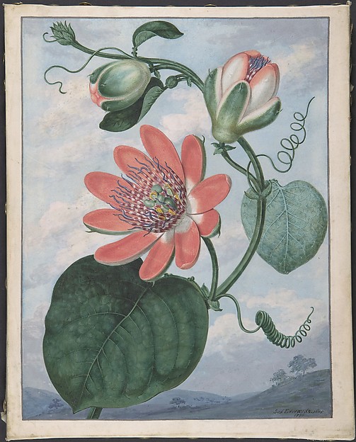 Winged passionflower (Passiflora alata)