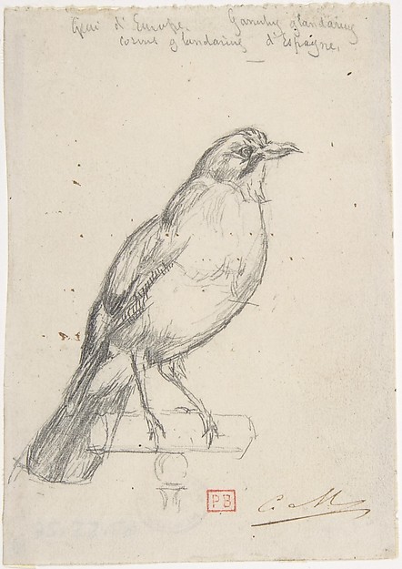 A European Jay
