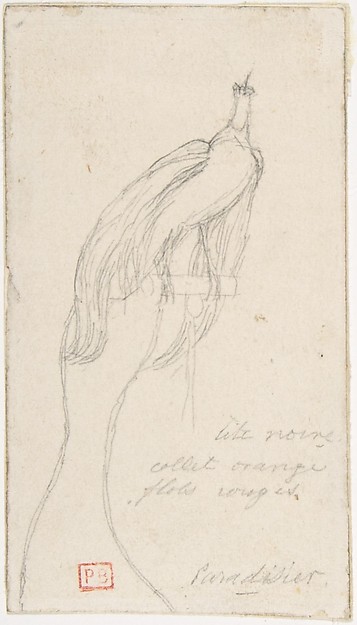 A Bird of Paradise