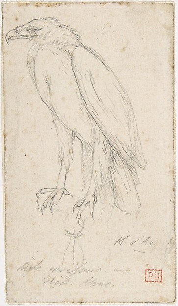 A Golden Eagle