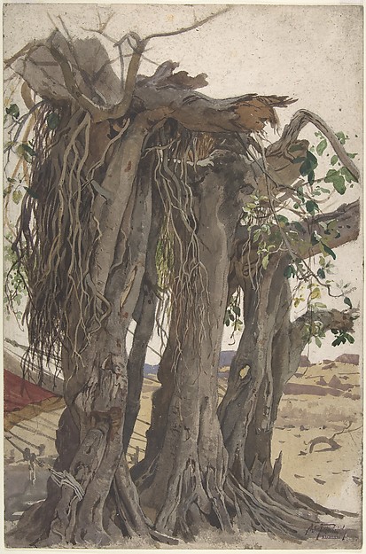 Study of a Stump with Aerial Roots
