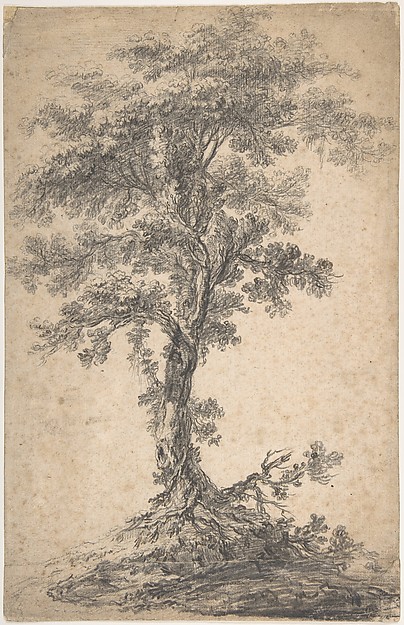 Study of a Tree