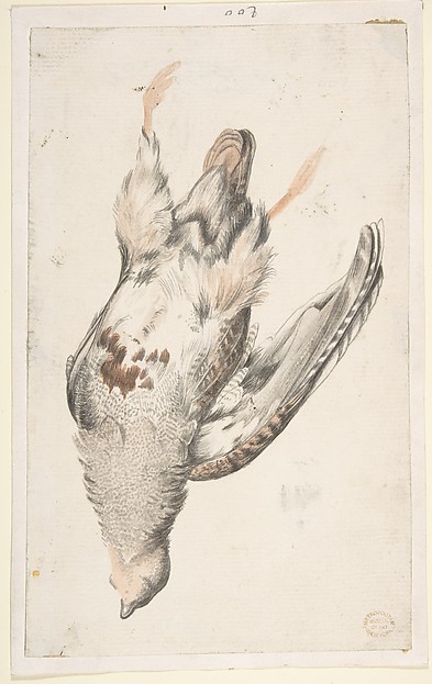A Dead Bird (Quail?) Seen from Below by Count Giorgio Durante (Duranti)