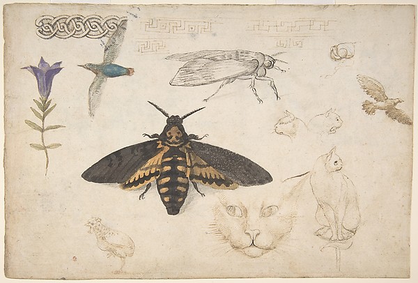 Studies of a Gentian, Moth, Birds, Cats, Interlacing Motif, and Greek Frets (recto); Ornamental Studies with Figures (verso)