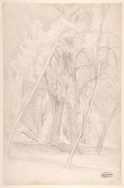 Forest Interior