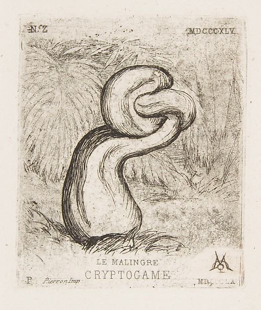 The Puny Cryptogamia
