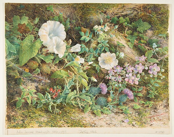 Flower study
