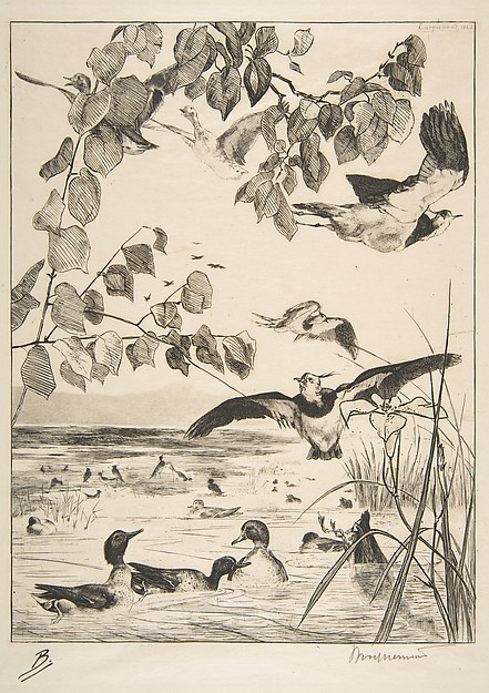Vanneaux et Sarcelles