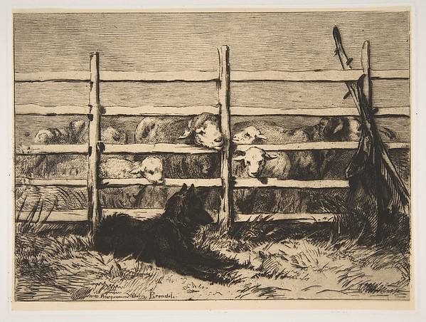 Moutons parqués