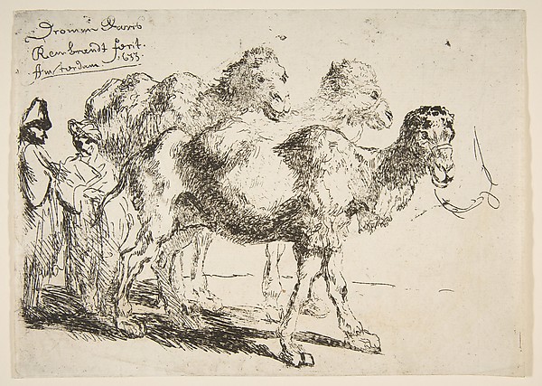 Three Dromedaries