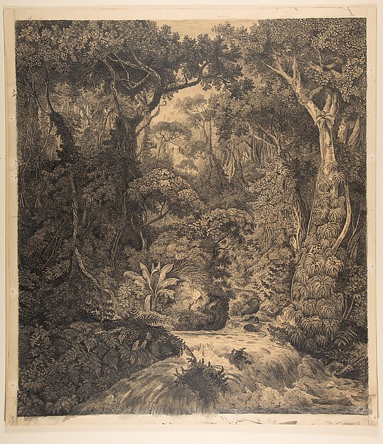 Ceylonese Jungle