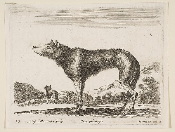 Wolf, plate 20 from "Various Animals" (Diversi Animali)