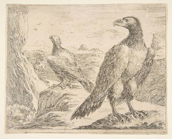Two eagles, from 'Eagles'  (Les aigles)