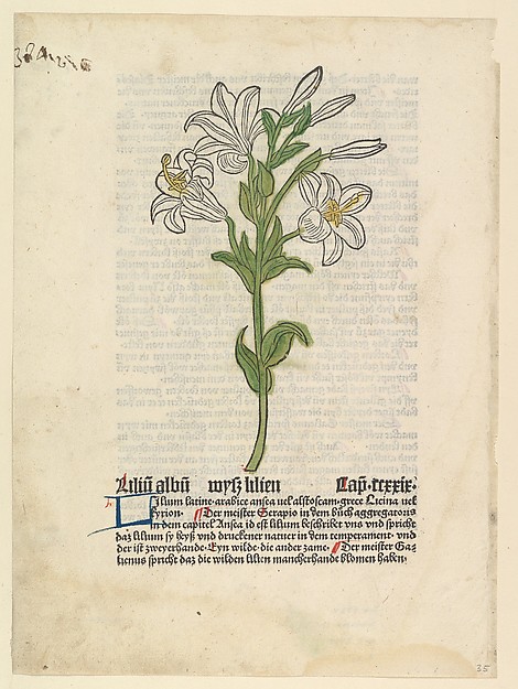 White Lily, from "Gart der Gesundheit"