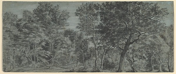 View of a Forest