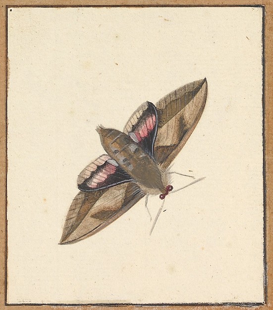 A Moth