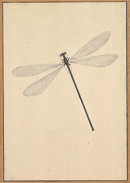 A Dragonfly