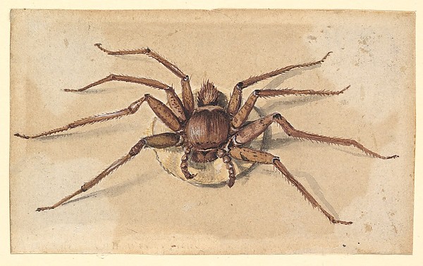 A Spider