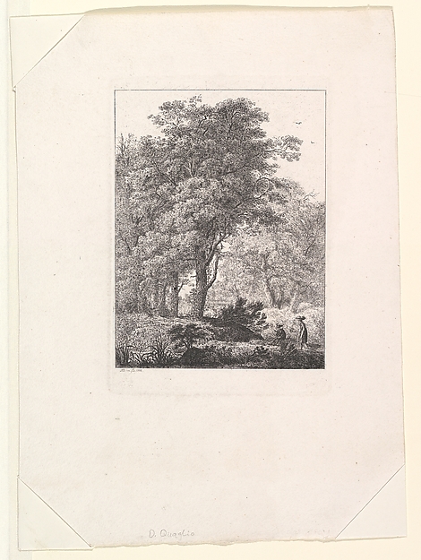 Forest Landscape
