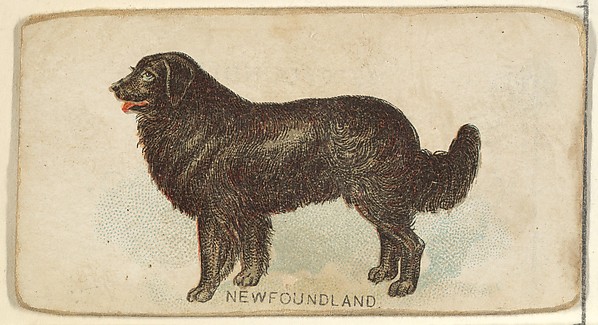 Newfoundland, from the Dogs of the World series for Old Judge Cigarettes by Goodwin & Company, The Metropolitan Museum of Art