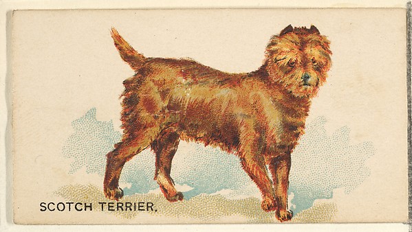 Scotch Terrier, from the Dogs of the World series for Old Judge Cigarettes by Goodwin & Company, The Metropolitan Museum of Art