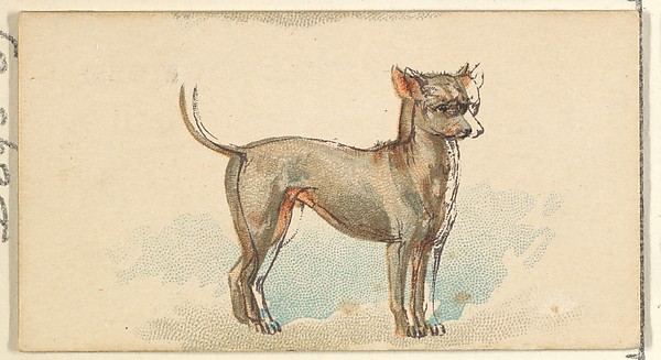 Mexican Hairless, from the Dogs of the World series for Old Judge Cigarettes