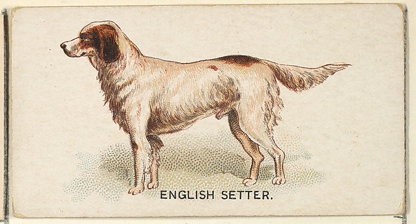English Setter, from the Dogs of the World series for Old Judge Cigarettes by Goodwin & Company, The Metropolitan Museum of Art