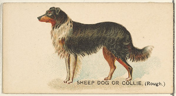 Sheep Dog or Collie (Rough), from the Dogs of the World series for Old Judge Cigarettes by Goodwin & Company, The Metropolitan Museum of Art