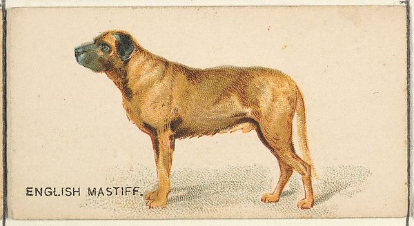English Mastiff, from the Dogs of the World series for Old Judge Cigarettes by Goodwin & Company, The Metropolitan Museum of Art
