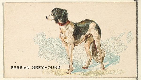 Persian Greyhound, from the Dogs of the World series for Old Judge Cigarettes