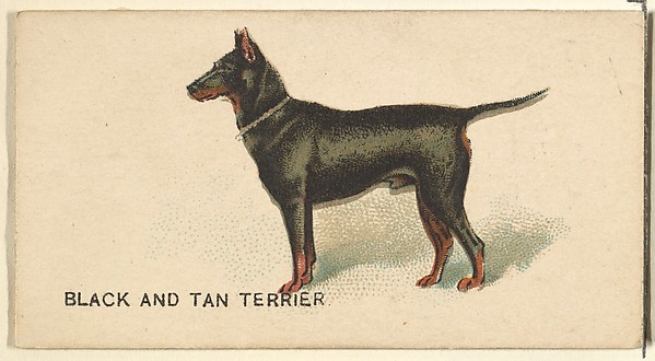 Black and Tan Terrier, from the Dogs of the World series for Old Judge Cigarettes by Goodwin & Company, The Metropolitan Museum of Art