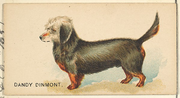 Dandy Dinmont, from the Dogs of the World series for Old Judge Cigarettes by Goodwin & Company, The Metropolitan Museum of Art
