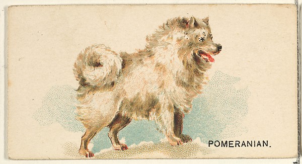 Pomeranian, from the Dogs of the World series for Old Judge Cigarettes