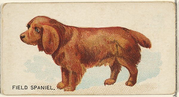 Field Spaniel, from the Dogs of the World series for Old Judge Cigarettes