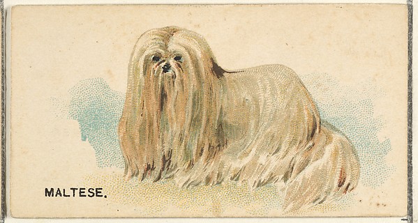 Maltese, from the Dogs of the World series for Old Judge Cigarettes by Goodwin & Company, The Metropolitan Museum of Art