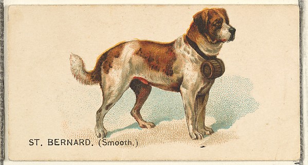 St. Bernard (Smooth), from the Dogs of the World series for Old Judge Cigarettes by Goodwin & Company, The Metropolitan Museum of Art