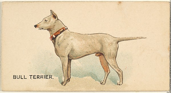 Bull Terrier, from the Dogs of the World series for Old Judge Cigarettes by Goodwin & Company, The Metropolitan Museum of Art