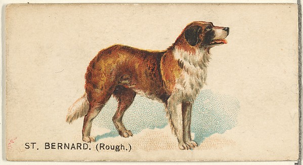 St. Bernard (Rough), from the Dogs of the World series for Old Judge Cigarettes by Goodwin & Company, The Metropolitan Museum of Art