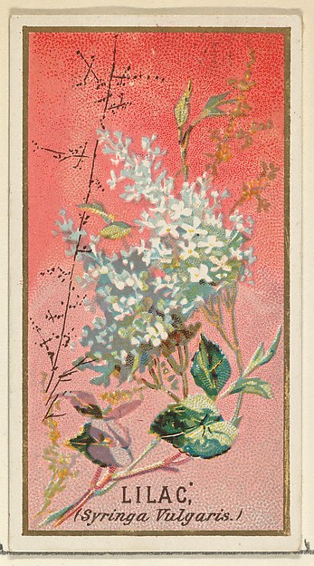 Lilac (Syringa Vulgaris), from the Flowers series for Old Judge Cigarettes
