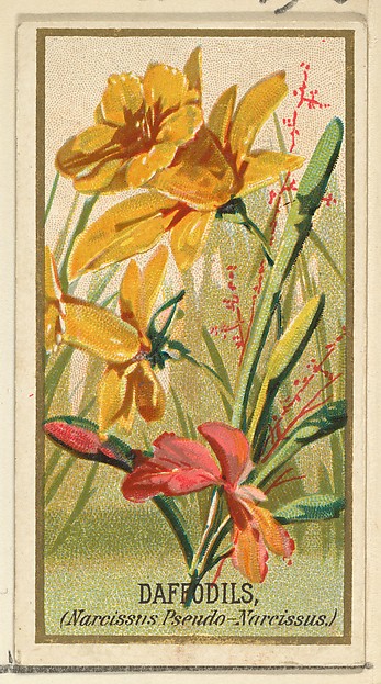 Daffodils (Narcissis Pseudo-Narcissus), from the Flowers series for Old Judge Cigarettes